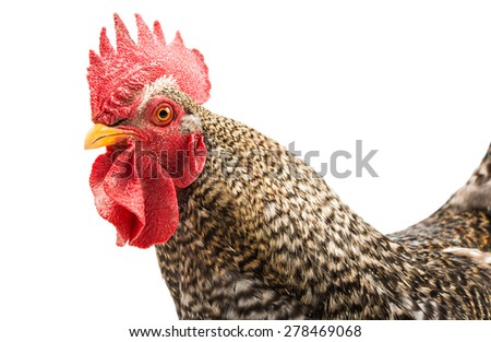 Rooster isolated on a white background
