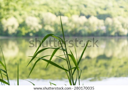 grass on the river bank close-up