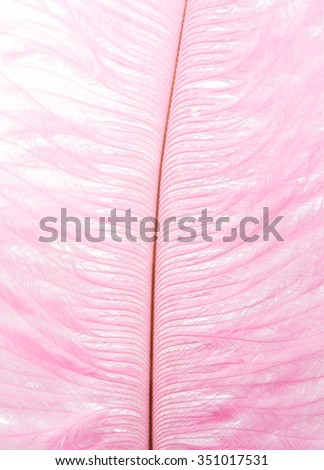 colored feather on a white background