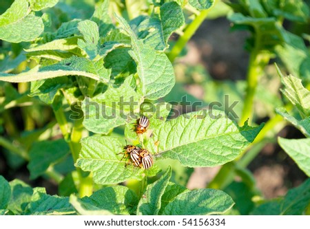 Colorado bugs on the potato leafs