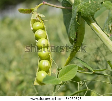 pods of green peas on the field