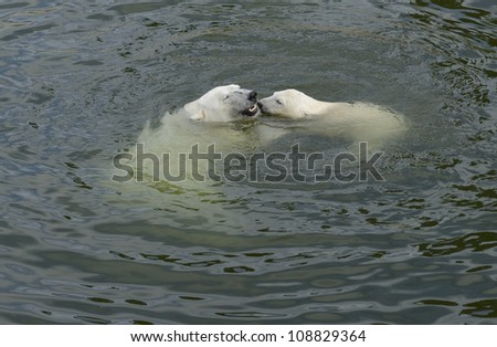 Bear with cub. Playing in the water