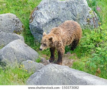 Brown Bear in the wild forest