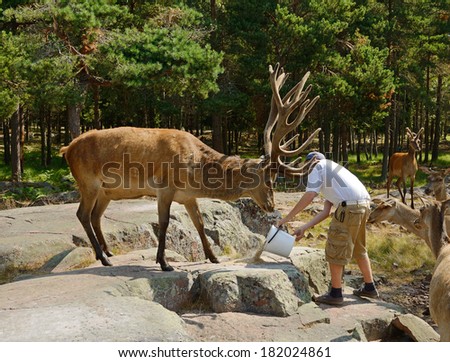 ECKERO, ALAND ISLANDS, FINLAND - JULY, 24,2013:Man feeds Red deer in reserve. Red deer (Cervus elaphus) is one of  largest deer species. Red deer are ruminants, characterized by even number of toes