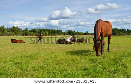 Horses at horse farm. Country landscape. Idyll