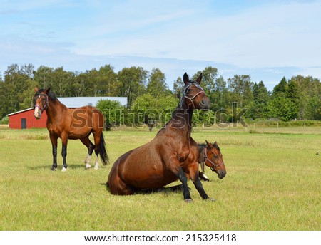 Horses at horse farm. Country landscape. Sitting horse
