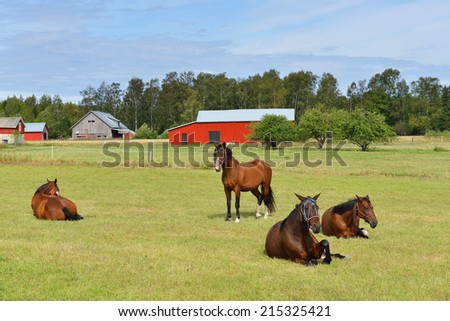 Horses at horse farm. Country landscape.  In the pasture