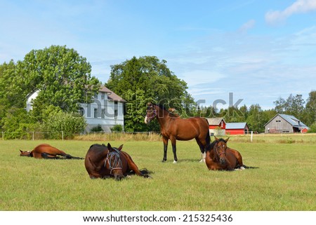 Horses at horse farm. Country landscape. Sleeping horse