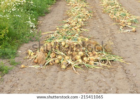 Onions are harvested during end of summer. Finland, Aland Islands