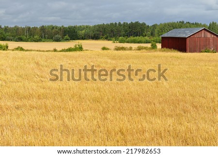 Rural landscape. Gold fields