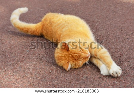 Ginger cat stretches