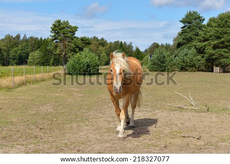 Cute horse on field