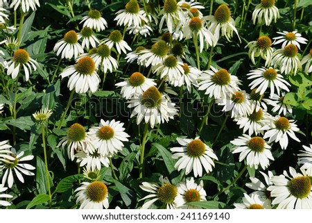 Echinacea is genus, or group of herbaceous flowering plants in daisy family, Asteraceae