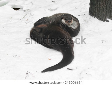 European otter (Lutra lutra), also known as Eurasian otter, Eurasian river otter, common otter and Old World otter, is European and Asian member of Lutrinae and is typical of freshwater otters