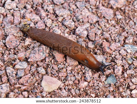 Slug is common name for apparently shell-less terrestrial gastropod mollusc. Arion lusitanicus