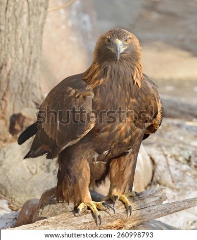 Golden eagle (Aquila chrysaetos) is one of best-known birds of prey in Northern Hemisphere