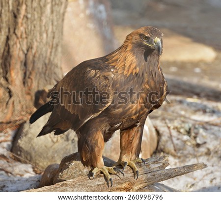 Golden eagle (Aquila chrysaetos) is one of best-known birds of prey in Northern Hemisphere