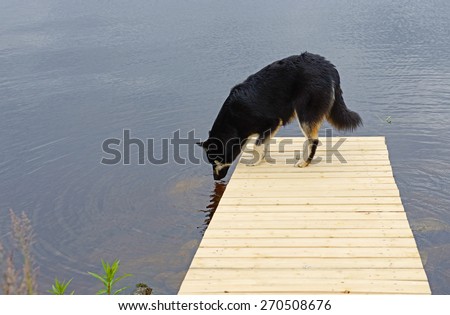 Dog drinks water from lake