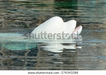 Beluga whale or white whale (Delphinapterus leucas)