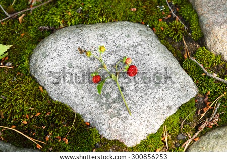Fragaria vesca, commonly called wild strawberry, woodland strawberry, Alpine strawberry, European strawberry, or fraise des bois