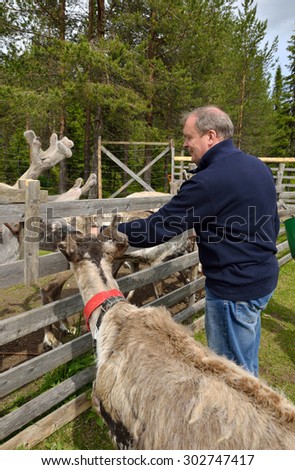 KUUSAMO,FINLAND - JULY 7, 2015: Palosaari is farm where reindeer can be seen in paddock in summer and to see milking. Tourists can treat reindeers with reindeer lichen