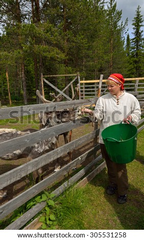 KUUSAMO,FINLAND - JULY 7,2015:Palosaari is farm where reindeer can be seen in paddock in summer and to see milking. Reindeer milk is one of most nutritious. After milking reindeer moss feed