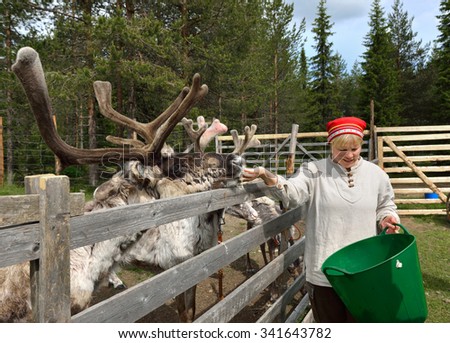 KUUSAMO,FINLAND - JULY 7,2015:Palosaari is farm where reindeer can be seen in paddock in summer and to see milking. Reindeer milk is one of most nutritious. After milking reindeer give reindeer lichen