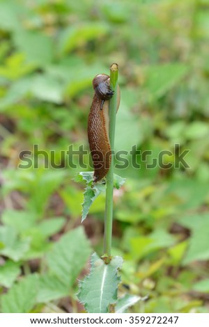Slug is common name for apparently shell-less terrestrial gastropod mollusc. Arion lusitanicus