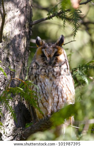 Long-eared owl hidden in tree crown