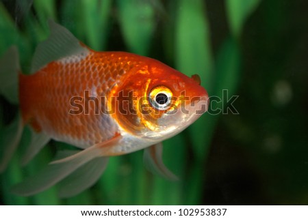 Golden fish swimming in water