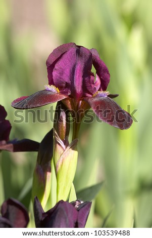 Early spring bearded iris flower