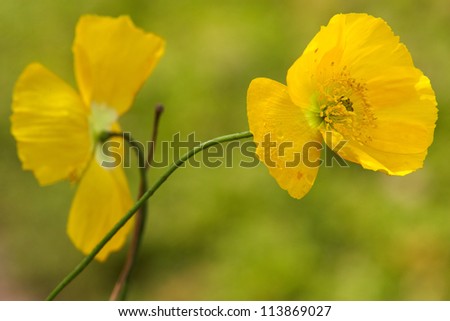 Yellow poppies on meadow