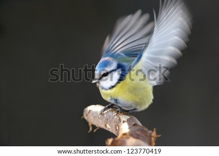 Blue tit flaps wings