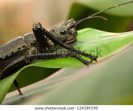 living stick insect portrait in profile
