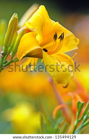Yellow-orange day lily flower