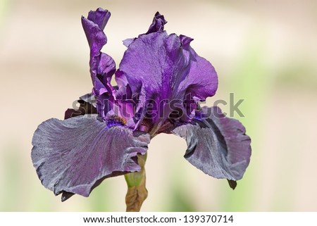 Deep purple bearded iris bud