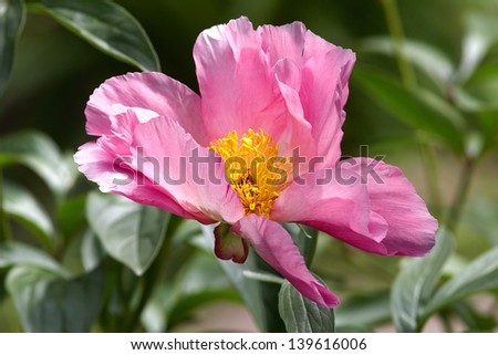 Pink tree peony flower bud