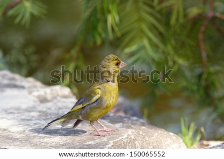 Greenfinch on stone under fur-free branch