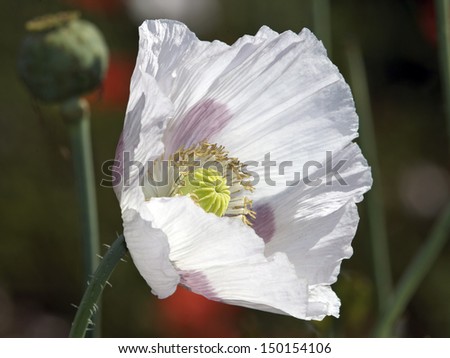 White poppy flower blossom close up