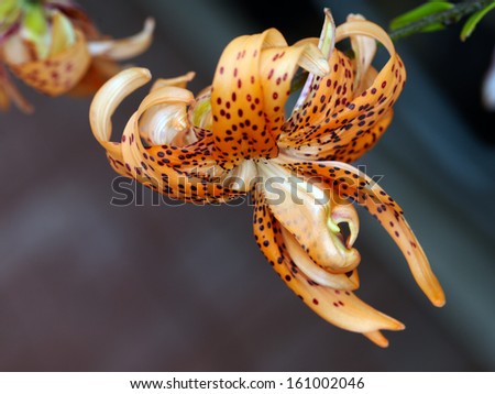 Variety tiger lily spider like