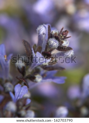 Exotic abstract blue flower close up