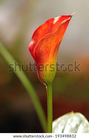 Rare red color calla blossom