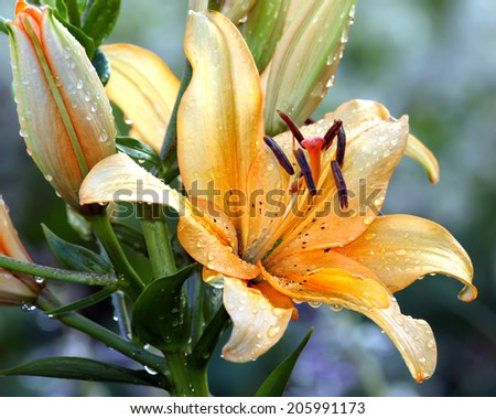 Variety lily blossom after rain
