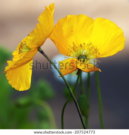 Yellow poppy flower buds blossom