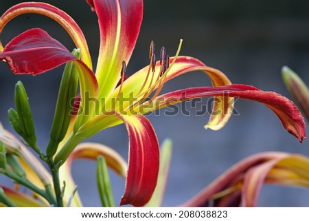 Red day lily spider like