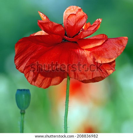 Red rare variety poppy blossom