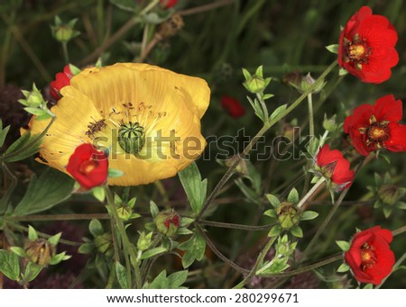 Yellow poppy bud blossom between red flowers