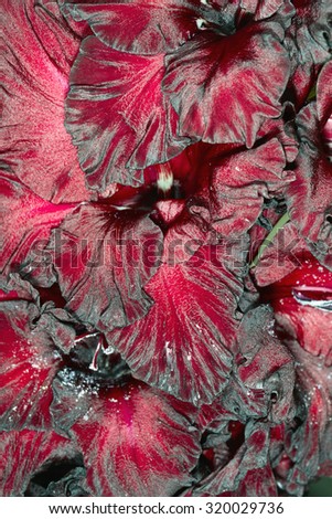 Rare red color gladiolus petals closeup