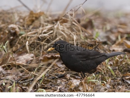 Blackbird walking at last years grass and leafs and searching foods