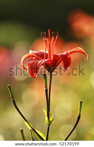 Red lily on red flowers background